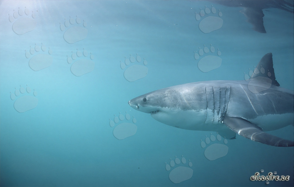 Imposanter Weißer Hai mit großen Kiemenspalten und langen Brustflossen