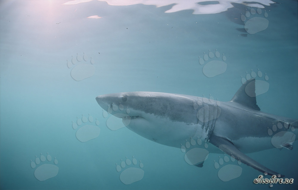 Cazador de los mares: Gran tiburón blanco