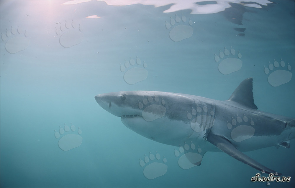 Chasseur des mers : Grand requin blanc
