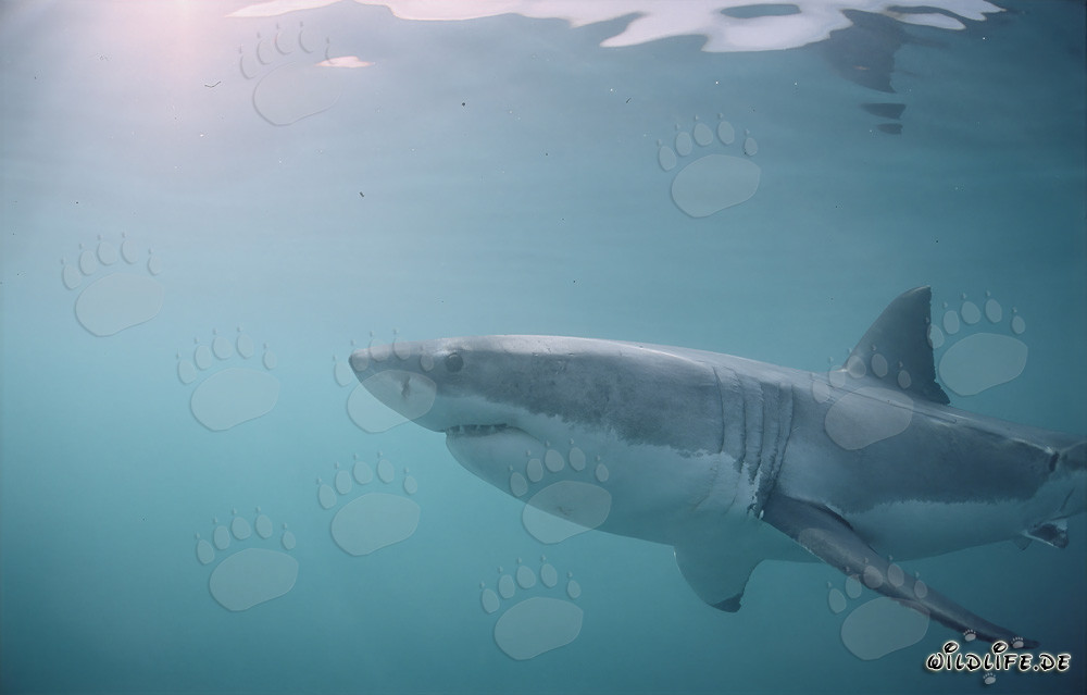 Great White Shark – one of the sea’s most impressive predators