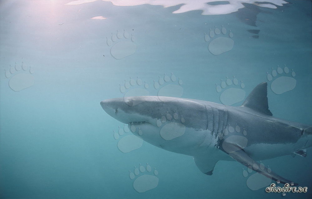 Cacciatore dei mari: Squalo bianco