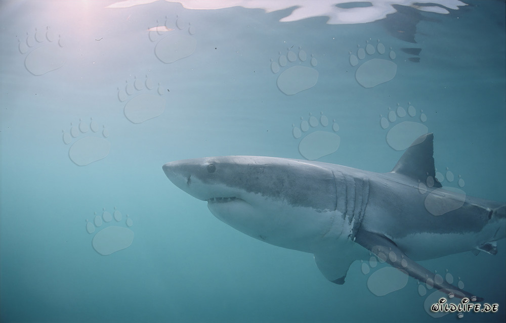 Jäger der Meere: Weißer Hai