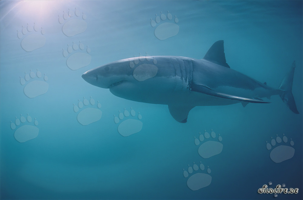 Majestuoso Gran Tiburón Blanco frente a la costa de Sudáfrica