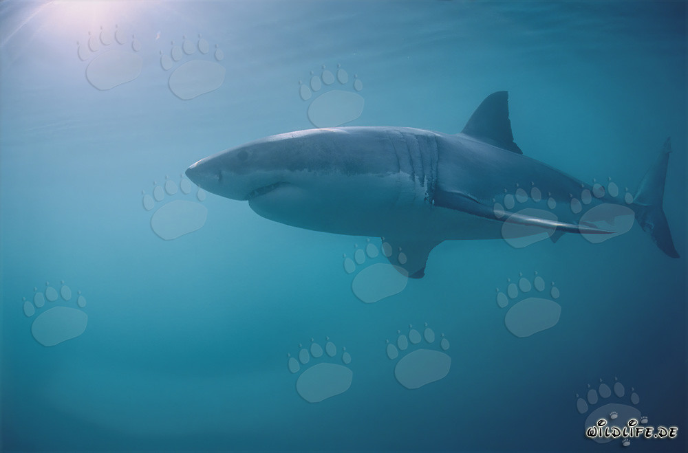 Grand requin blanc majestueux au large de la côte sud-africaine