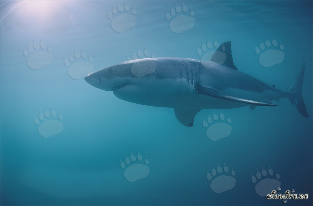 Maestoso Grande Squalo Bianco al largo della costa sudafricana