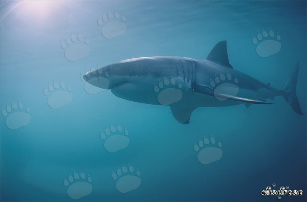 Majestic Great White Shark off the coast of South Africa
