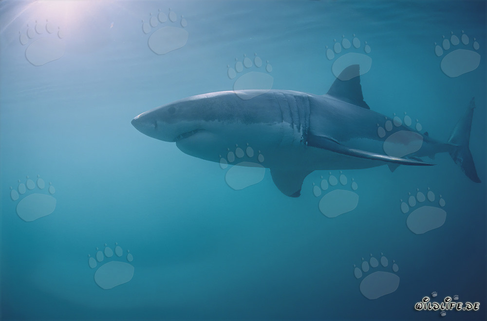 Majestätischer Großer Weißer Hai vor der Küste Südafrikas