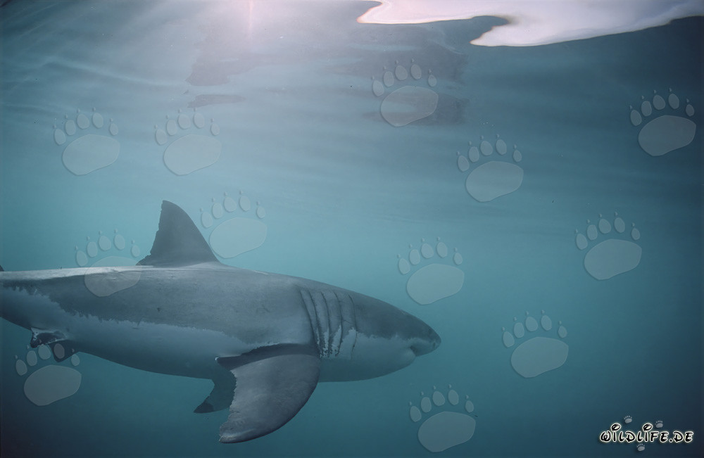 Grande Squalo Bianco: Grandi Branchie e Lunghe Pinne Pettorali