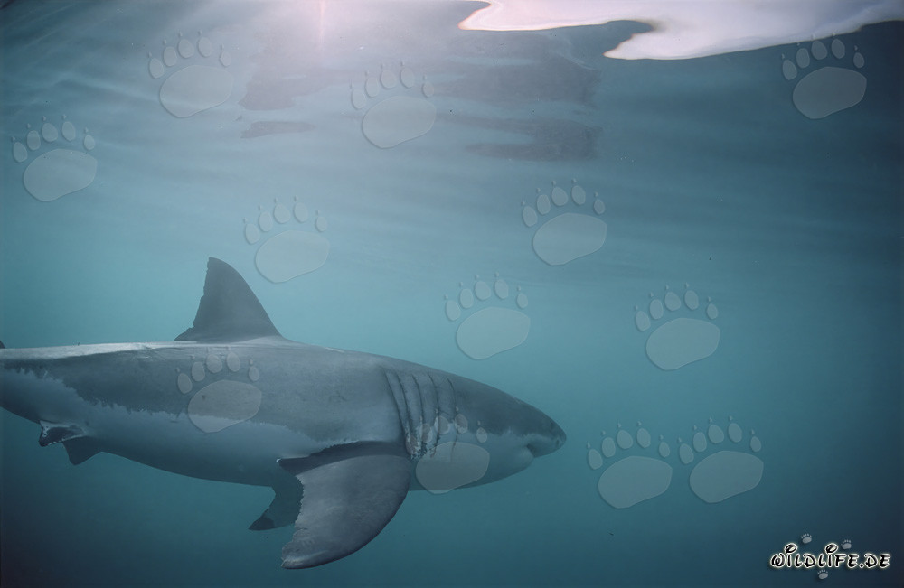 Grand Requin Blanc : Grandes Branchies et Longues Nageoires Pectorales
