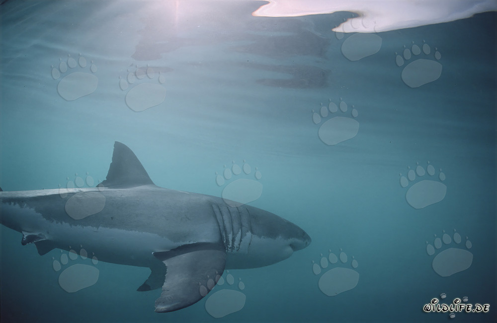 Gran Tiburón Blanco: Grandes Branquias y Aletas Pectorales Largas