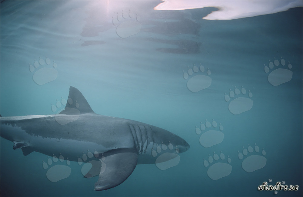 Impressive Great White Shark: Great Gill slits and long pectoral fins