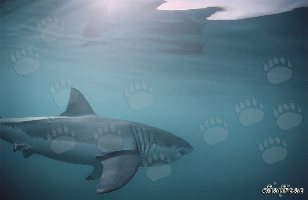 Imposanter Weißer Hai: Große Kiemenspalten und lange Brustflossen