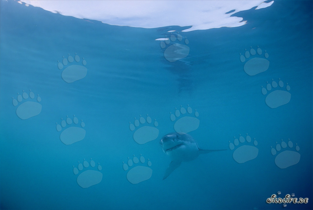 Baby Great White Shark exploring the depths of the ocean