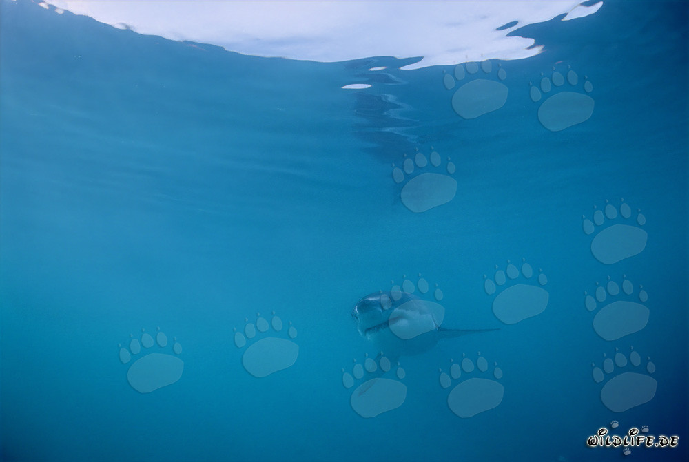 Joven tiburón blanco explorando las profundidades del océano