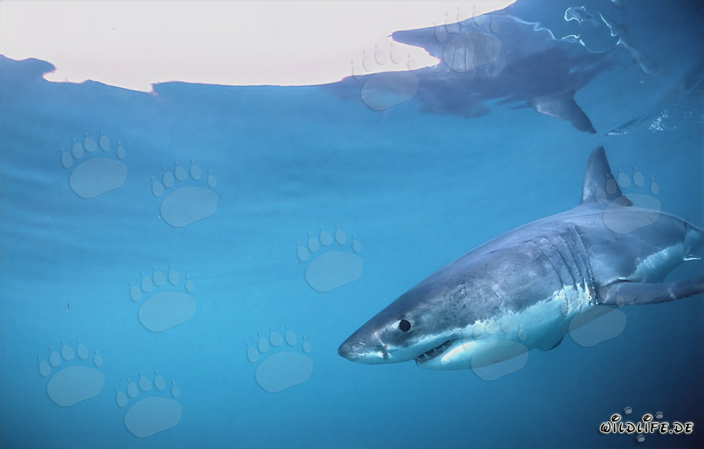 Fascinante tiburón blanco en los alrededores de la Isla Dyer