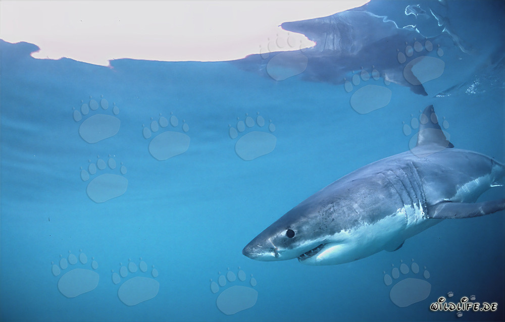 Faszinierender Weißer Hai in der Umgebung von Dyer Island