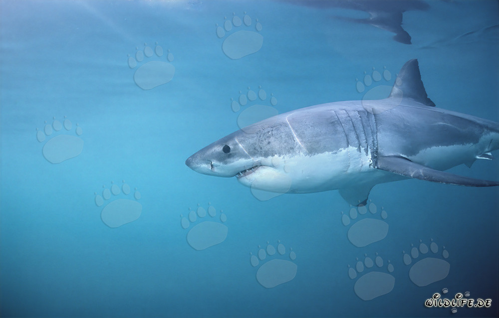 Grand requin blanc impressionnant chassant des phoques au large des côtes sud-africaines