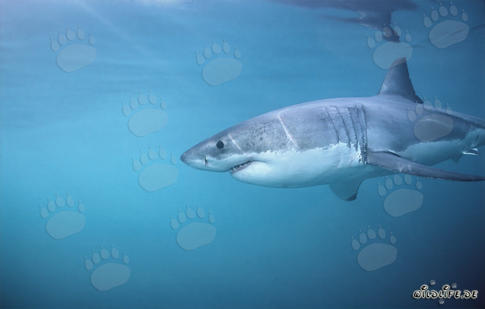 Impresionante Gran Tiburón Blanco cazando focas frente a la costa de Sudáfrica