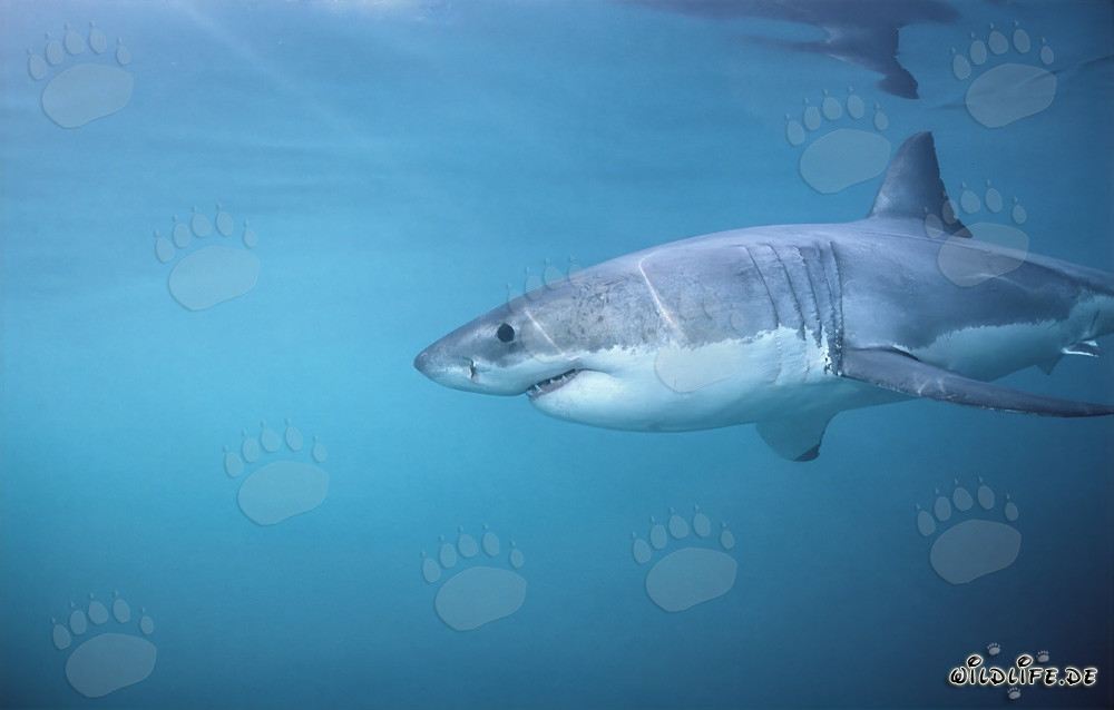 Impressive Great White Shark hunting seals off the coast of South Africa