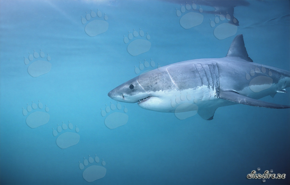 Impressionante Squalo Bianco caccia foche al largo delle coste sudafricane