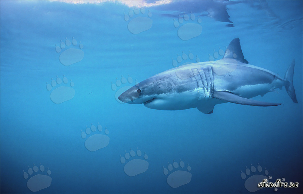 Fascinating Great White Shark on the Hunt in South Africa