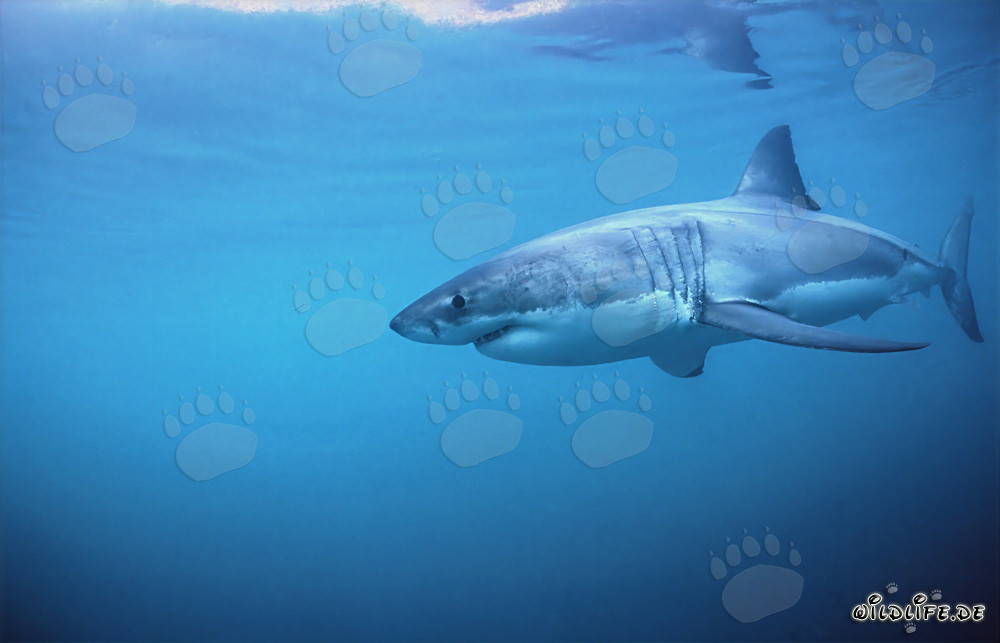 Requin blanc fascinant en chasse en Afrique du Sud