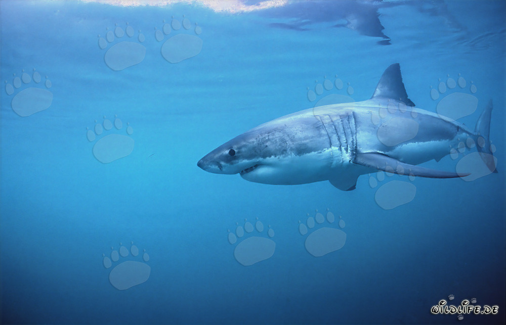 Fascinante tiburón blanco cazando en Sudáfrica
