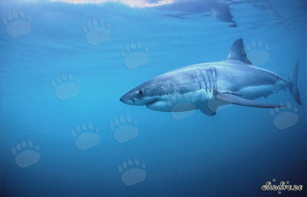 Faszinierender Weißer Hai auf der Jagd in Südafrika