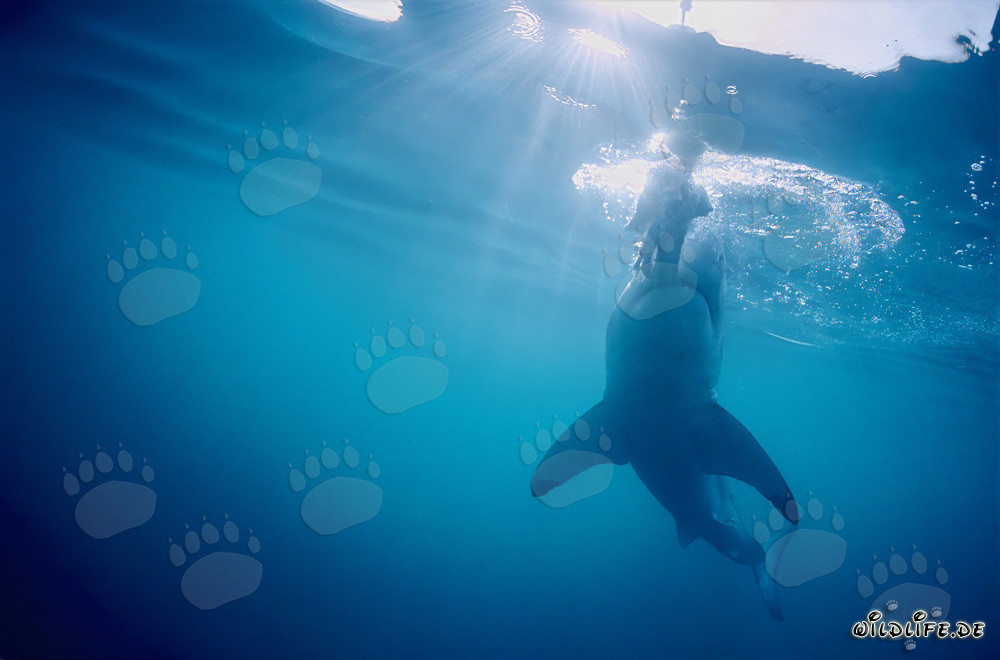 Fascination du grand requin blanc : Dents tranchantes en action