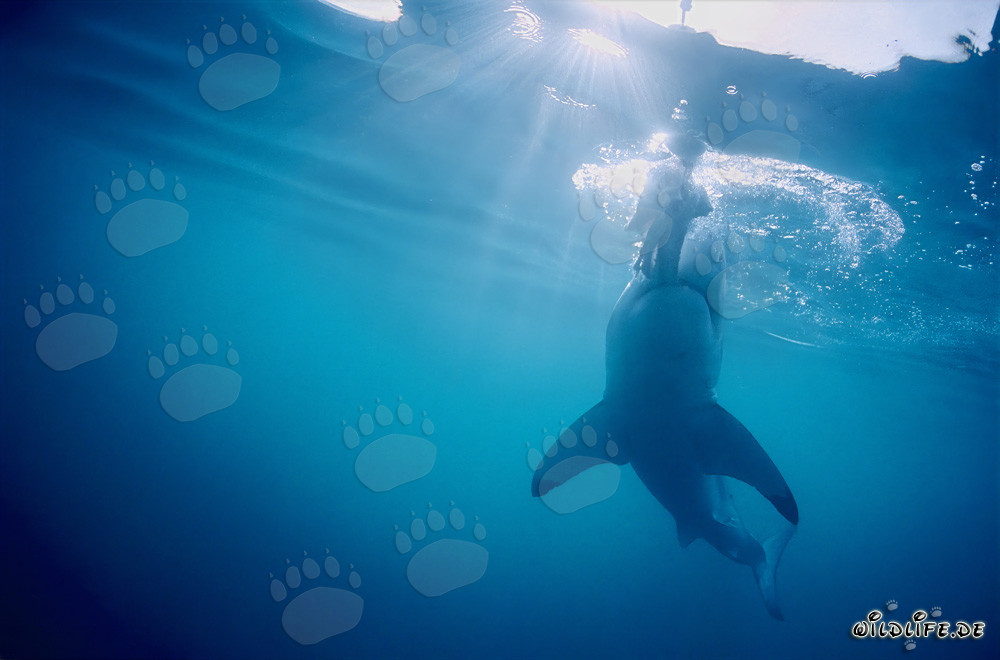 Fascination of the Great White Shark: Sharp Teeth in Action