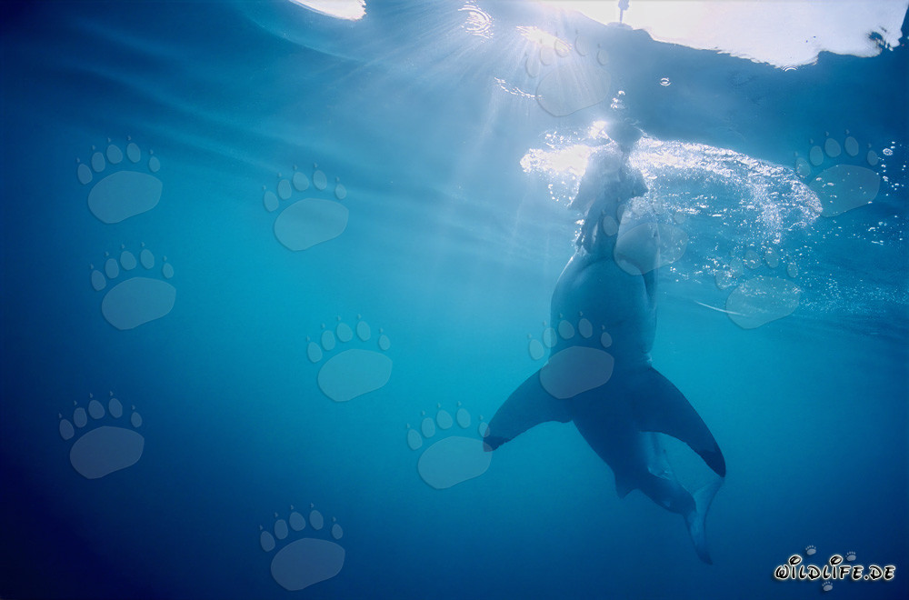 Fascino dello squalo bianco: Denti affilati in azione