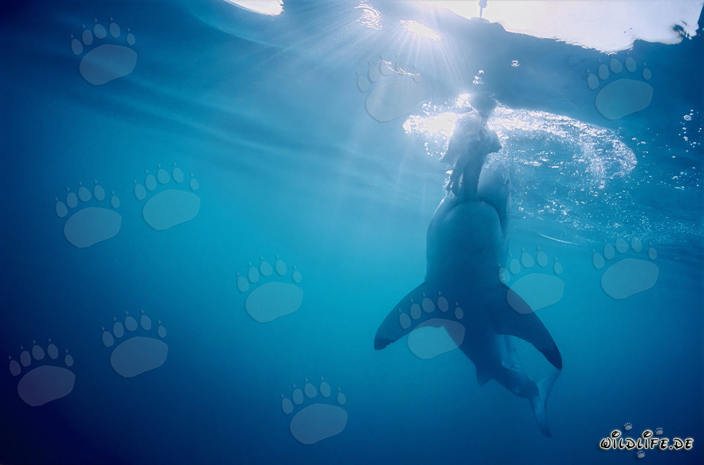 Fascinación del tiburón blanco: Dientes afilados en acción