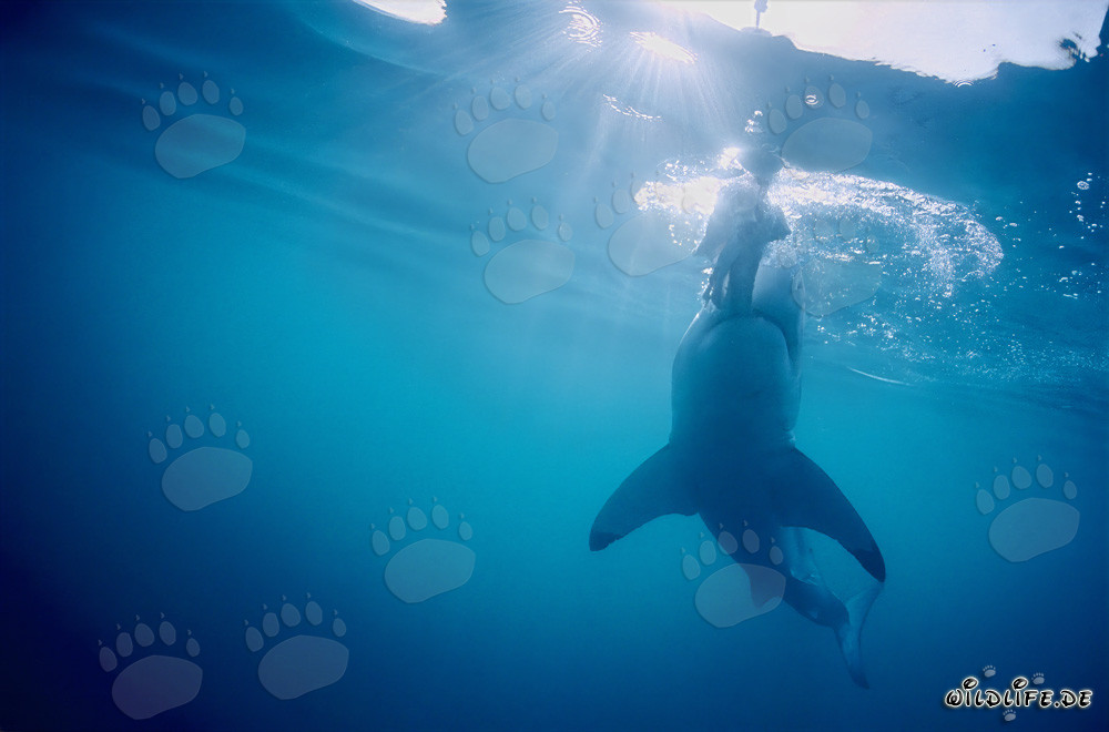 Faszination des Weißen Hais: Scharfe Zähne im Einsatz