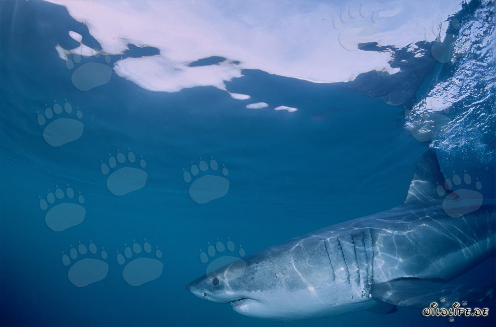 Chasseur de surface impressionnant : Le Grand Requin Blanc