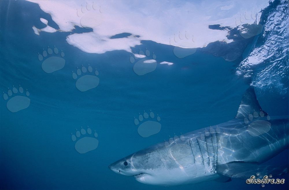 Impresionante cazador de superficie: El Gran Tiburón Blanco
