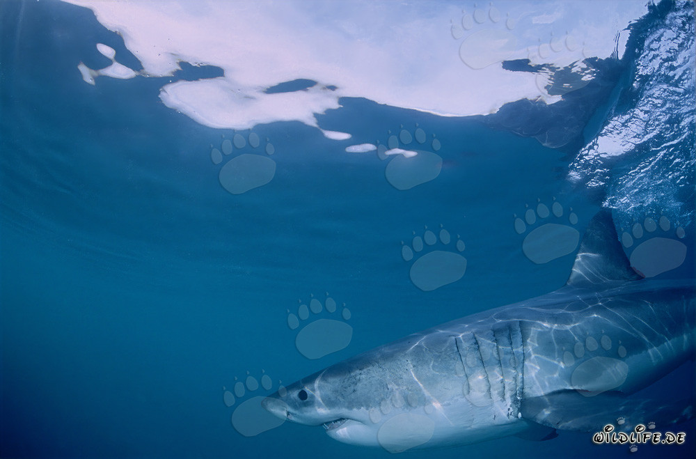 Impressive Surface Hunter: The Great White Shark