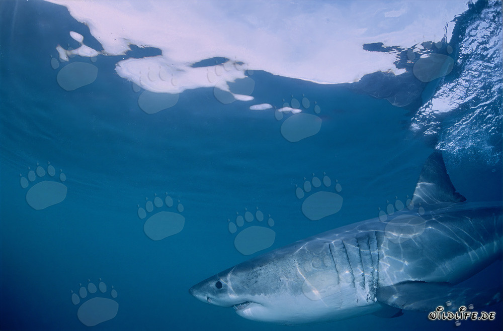 Imponente cacciatore di superficie: Lo Squalo Bianco