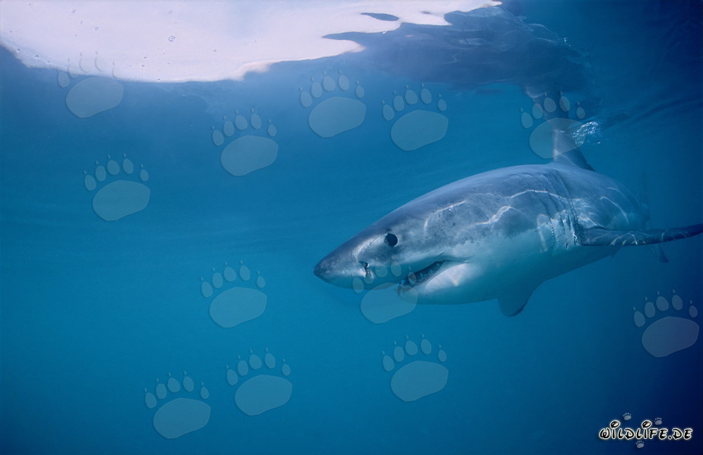 El Gran Tiburón Blanco - Regulador de las Focas de Geyser Rock