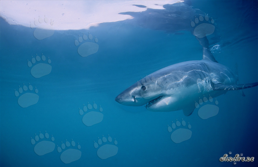 Le Grand Requin Blanc - Régulateur des Phoques de Geyser Rock
