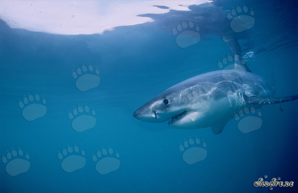 The Great White Shark - Regulator of the Seals of Geyser Rock