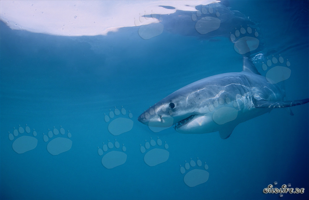 Lo Squalo Bianco - Regolatore delle Foche di Geyser Rock