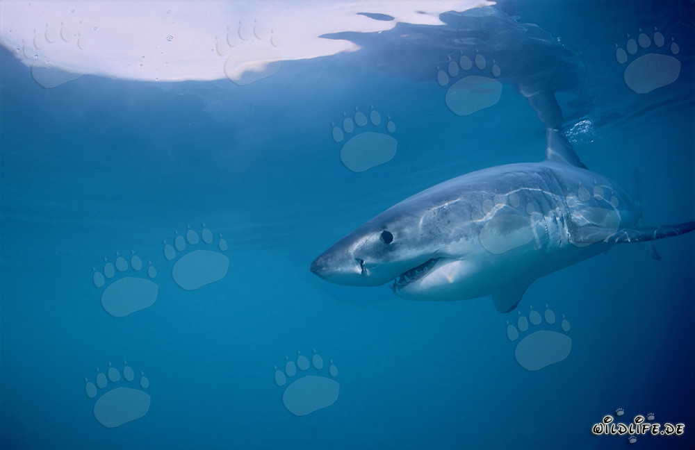 Der Weiße Hai - Regulator der Robben von Geyser Rock