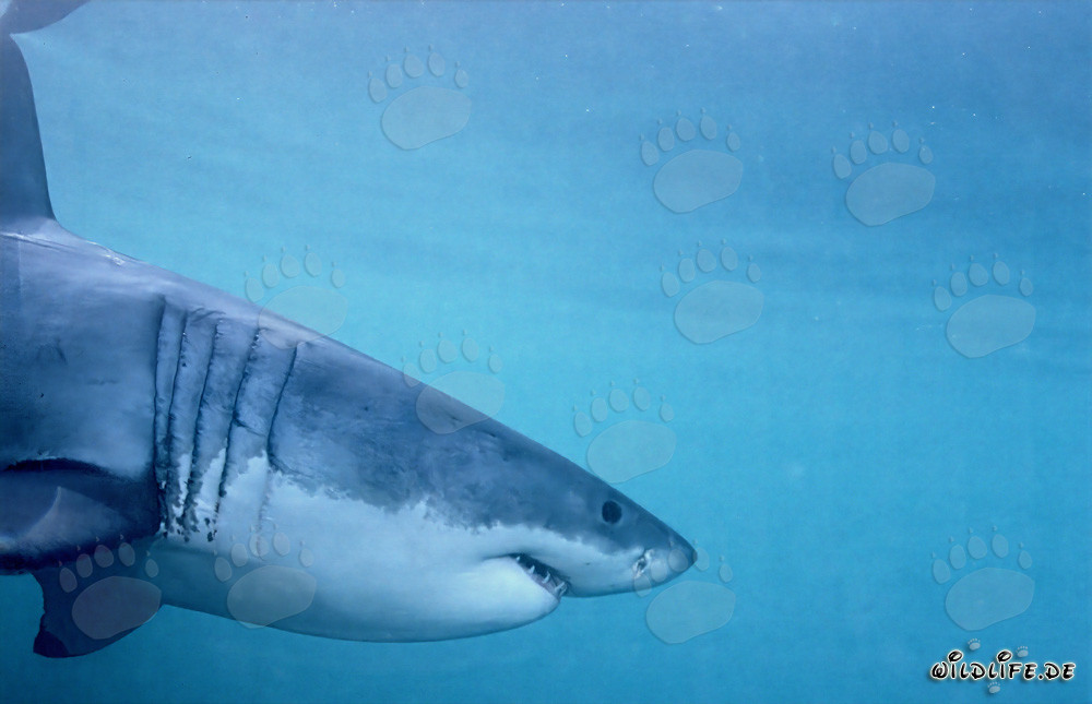 Retrato imponente del Gran Tiburón Blanco frente a la Isla Dyer