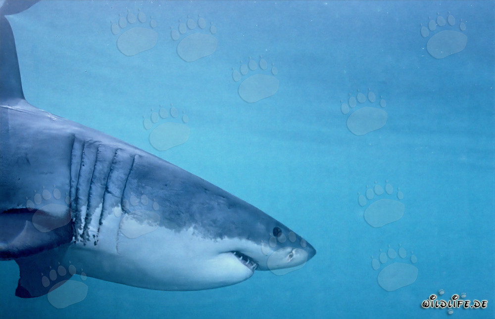Impressive side portrait of the Great White Shark in front of Dyer Island