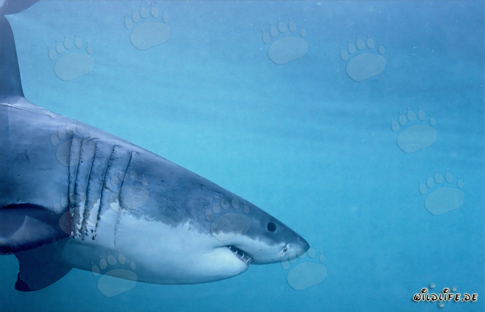 Imponente ritratto laterale dello Squalo Bianco davanti all'Isola Dyer