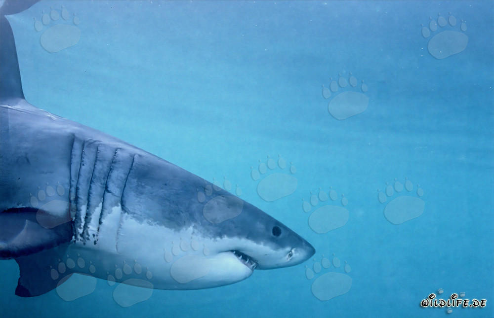 Imposantes Seitenporträt des Weißen Hais vor Dyer Island