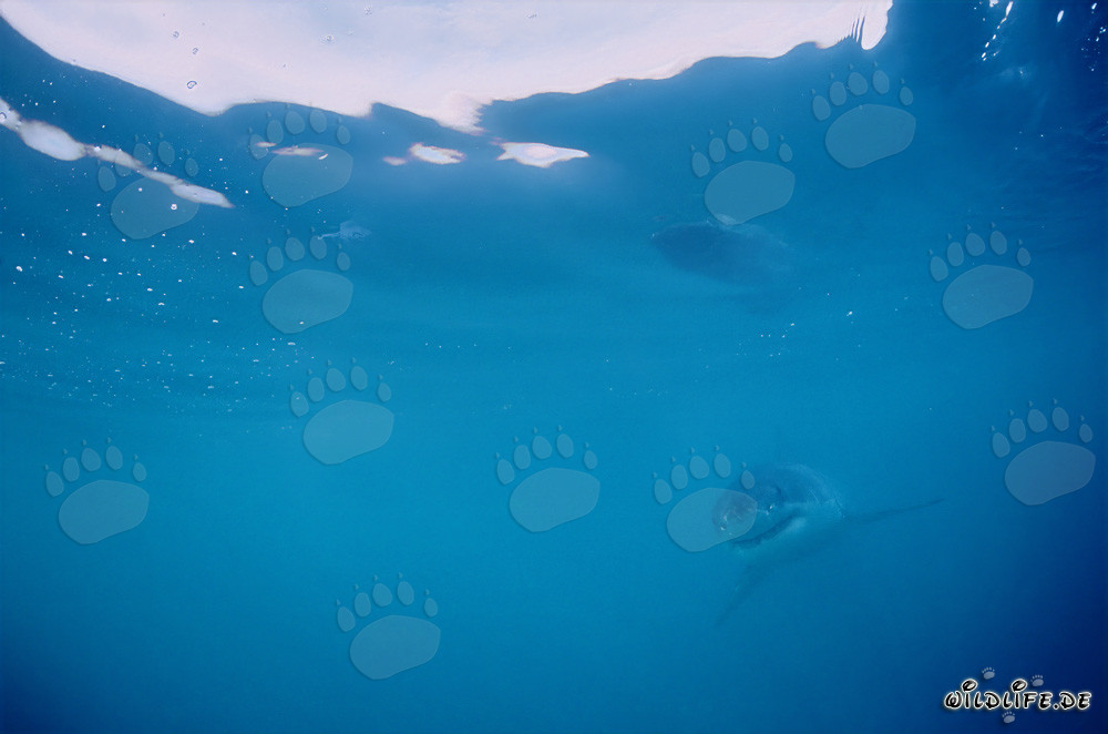 Bambino Squalo Bianco nell'ampio oceano