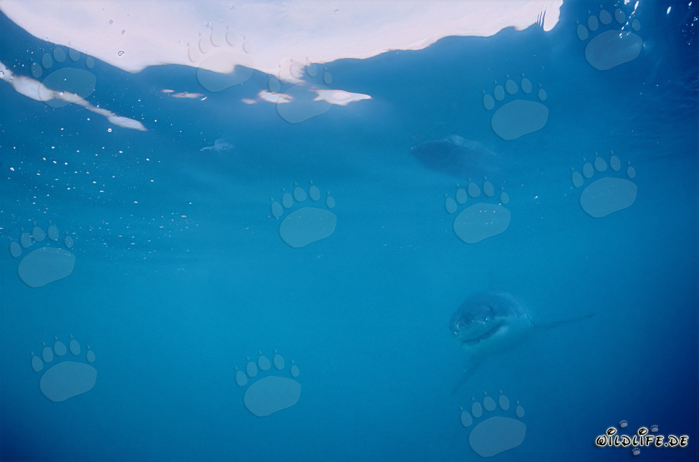 Jeune Requin Blanc bébé dans l'immensité de l'océan