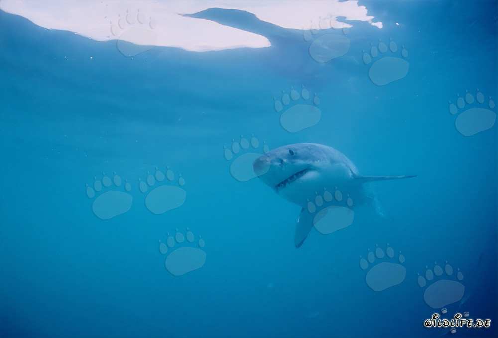 Le Grand Blanc : Fascinant chasseur des mers