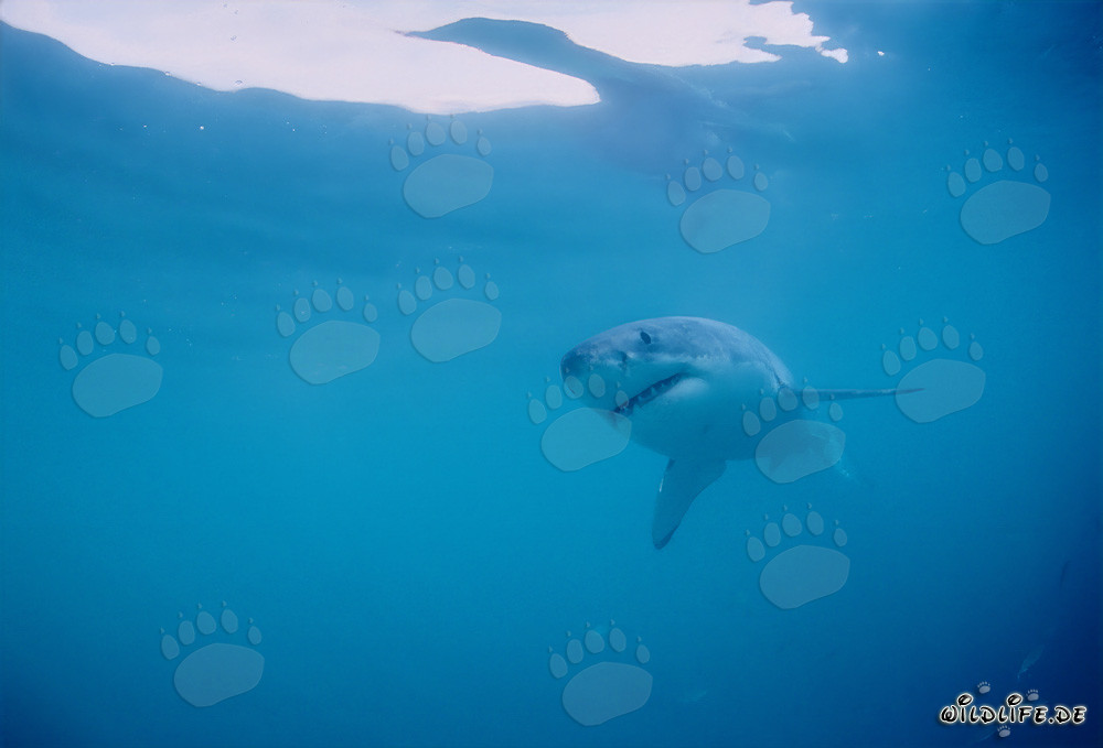 Il Grande Bianco: Affascinante cacciatore dei mari